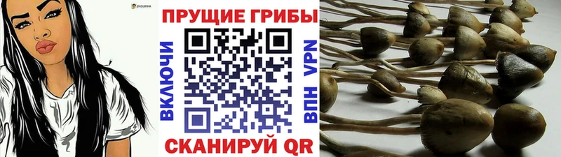 дарнет шоп Александровское Псилоцибиновые грибы GOLDEN TEACHER
